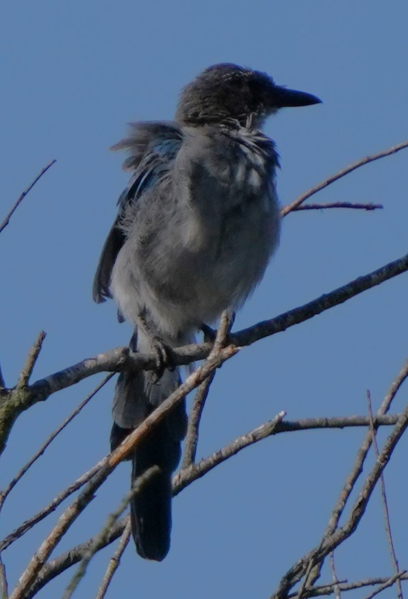 California Scrub-Jay - ML639814096