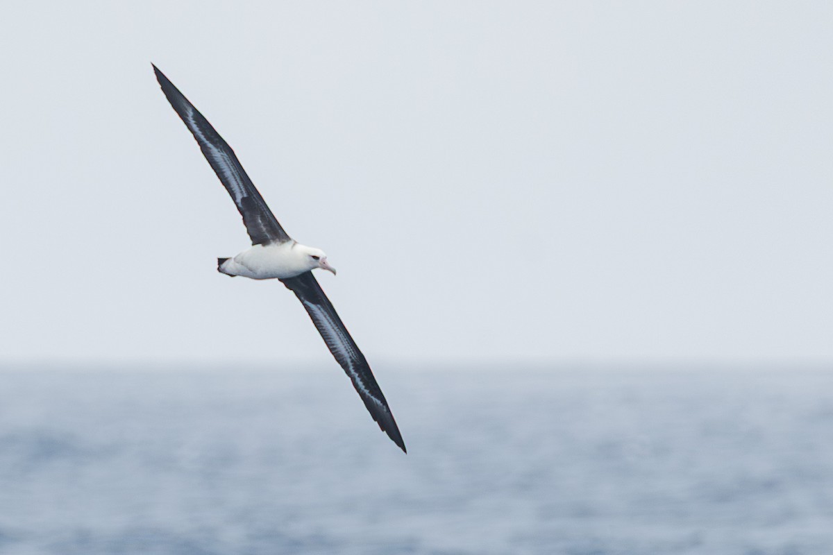 albatros laysanský - ML639814102