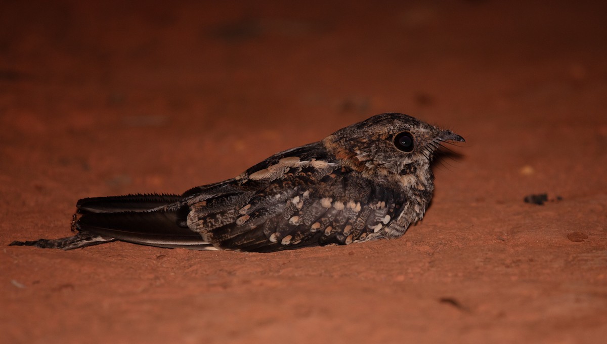 Scissor-tailed Nightjar - ML639814153