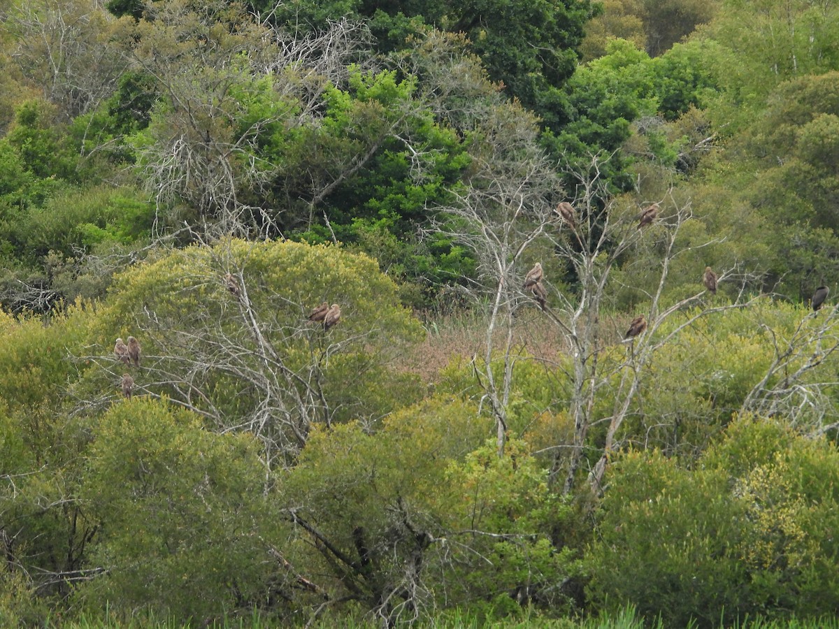 Black Kite - ML639814182