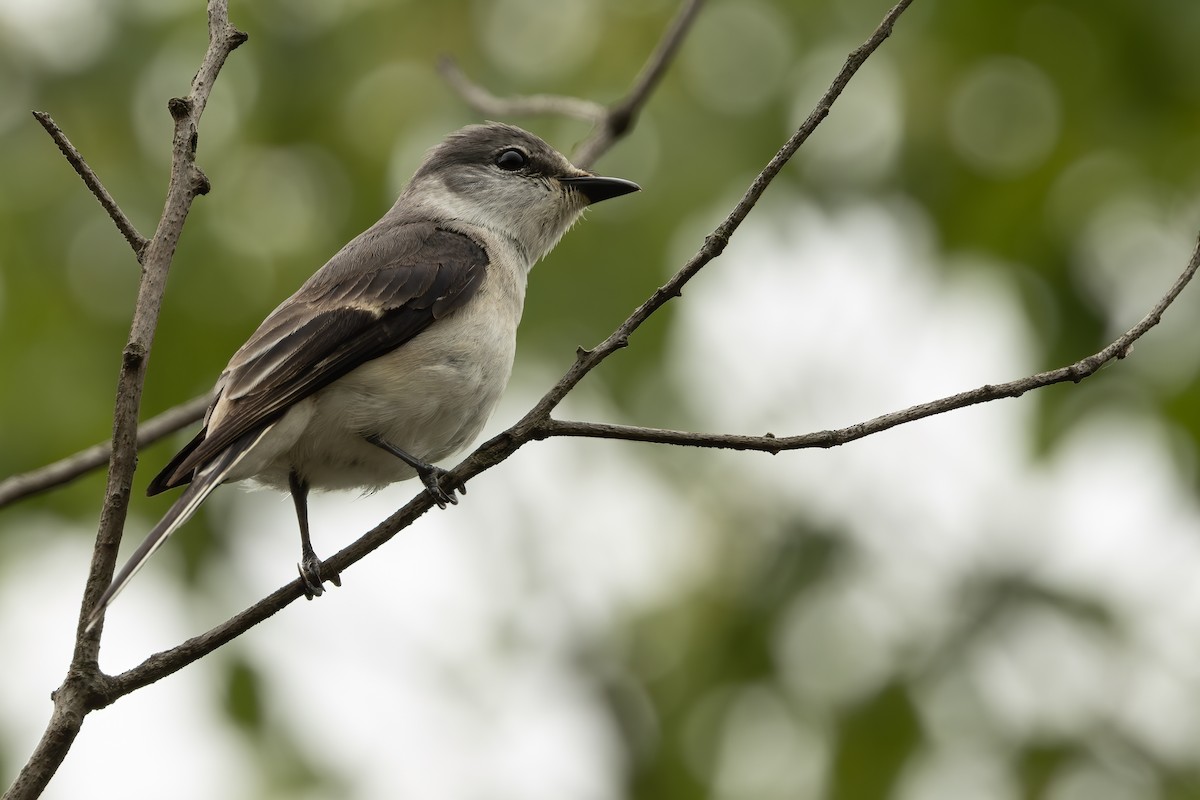 Brown-rumped Minivet - ML639814288