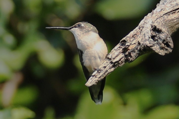 Ruby-throated Hummingbird - ML639814292