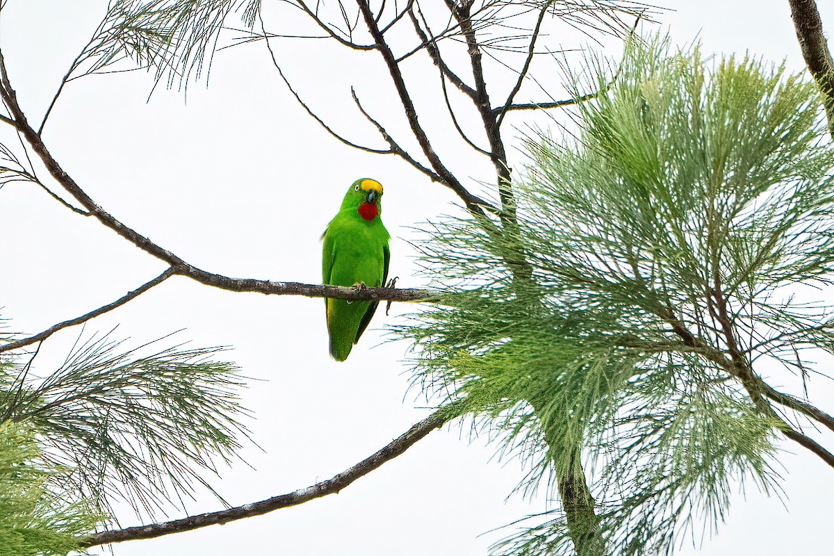 Papuan Hanging-Parrot - ML639814449