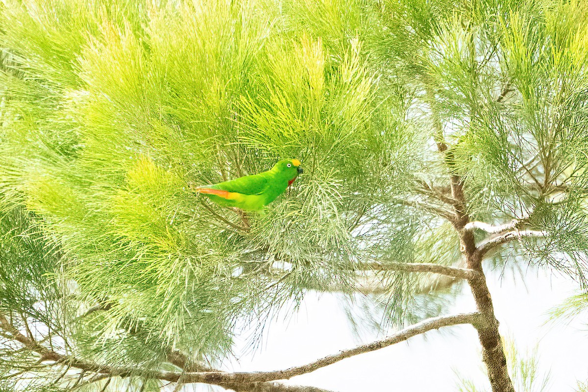Papuan Hanging-Parrot - ML639814450