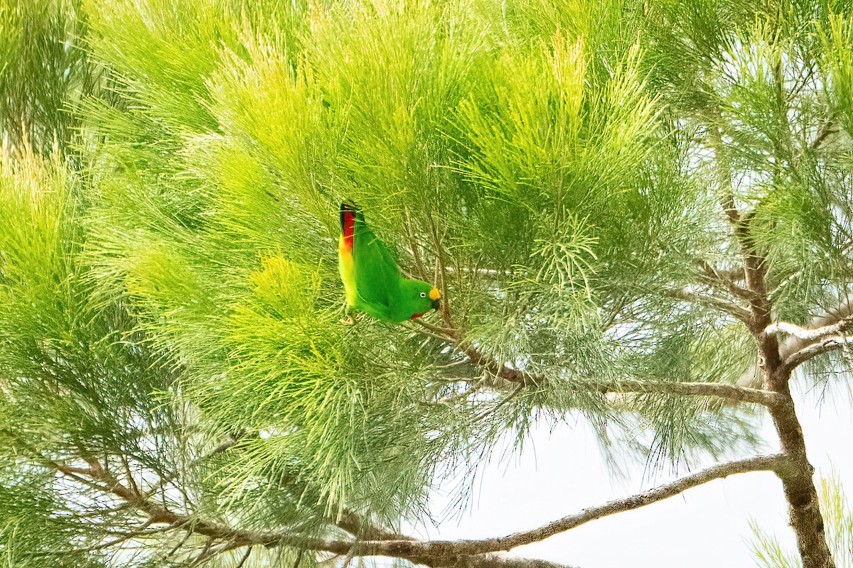 Papuan Hanging-Parrot - ML639814451