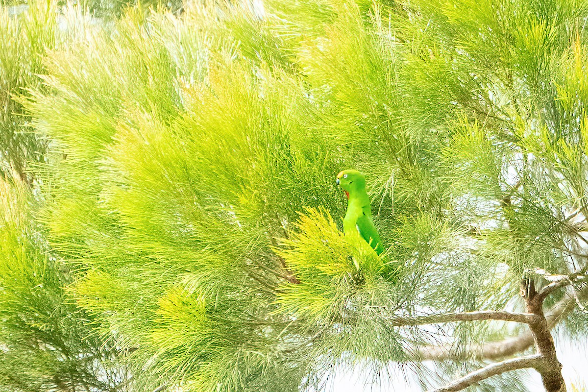 Papuan Hanging-Parrot - ML639814452