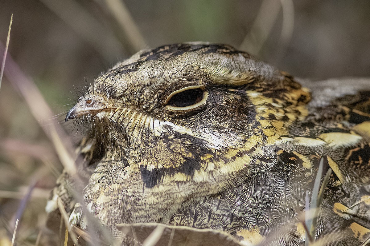 Indian Nightjar - ML639814486