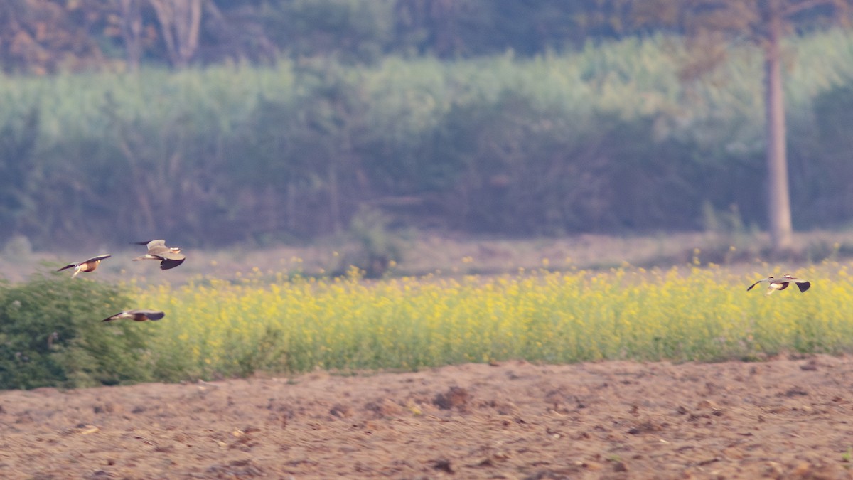 Indian Courser - ML639814562