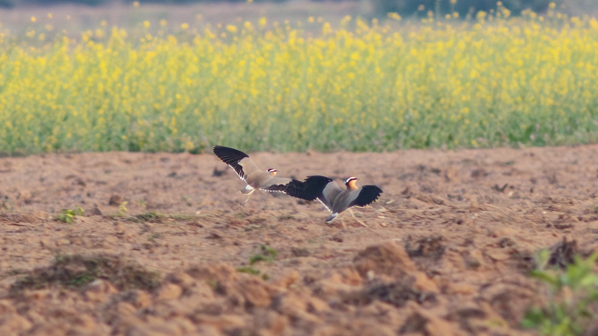 Indian Courser - ML639814572