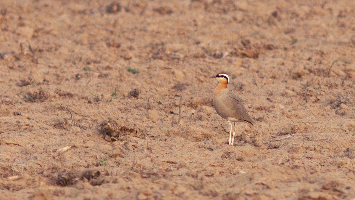 Indian Courser - ML639814575
