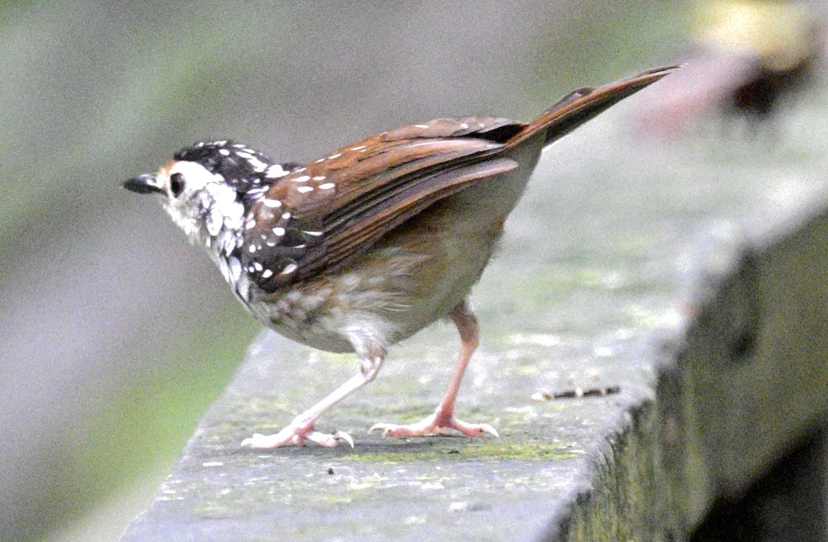 Striped Wren-Babbler - ML639814684