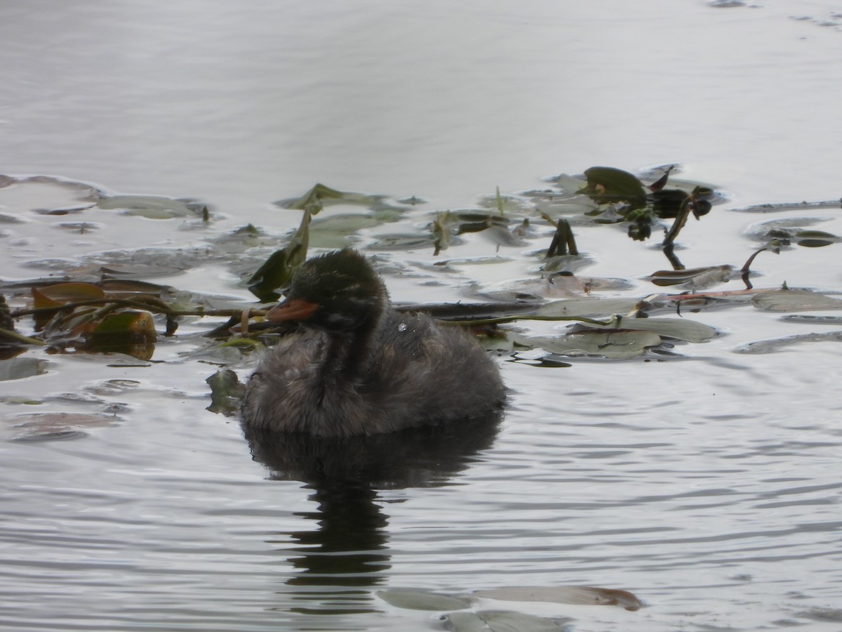 Little Grebe - ML639814689