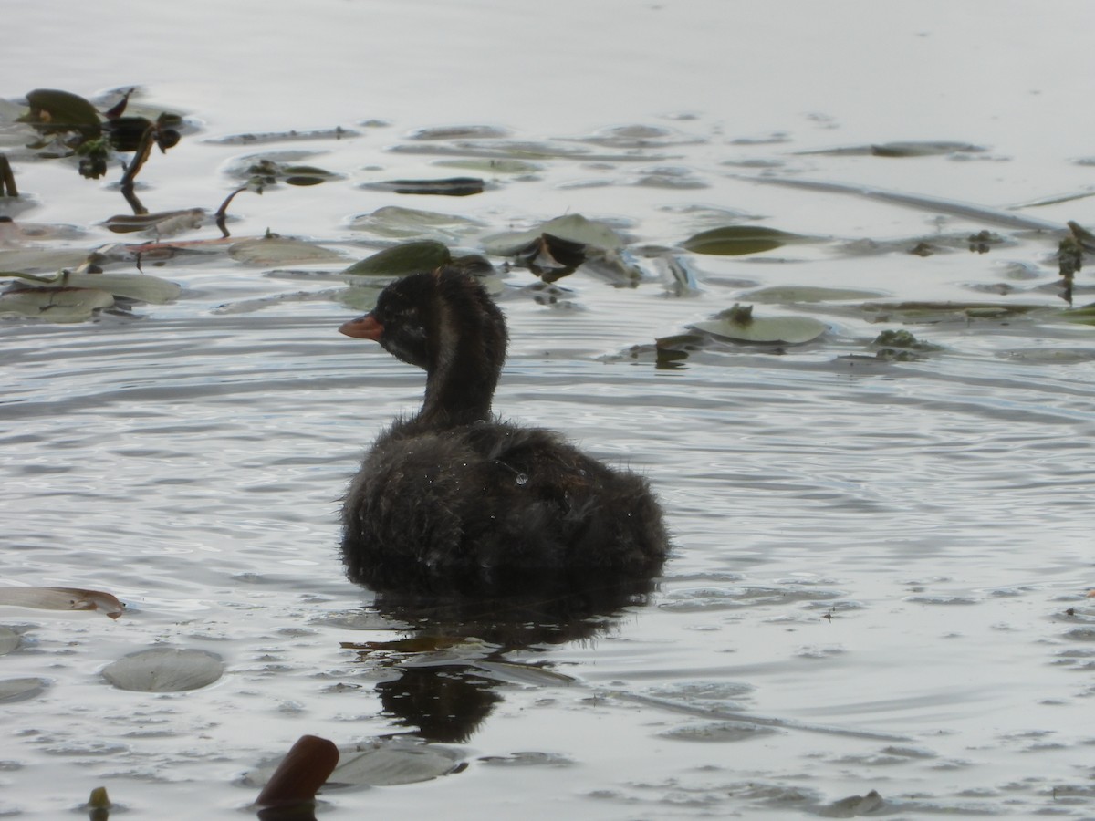 Little Grebe - ML639814690