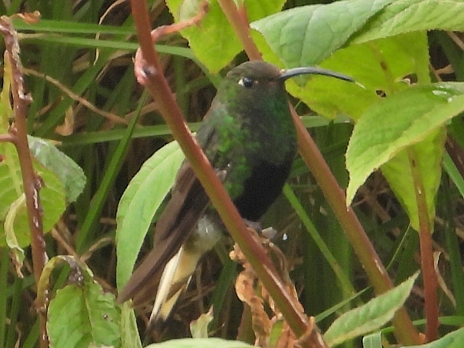 Mountain Velvetbreast - ML639814716