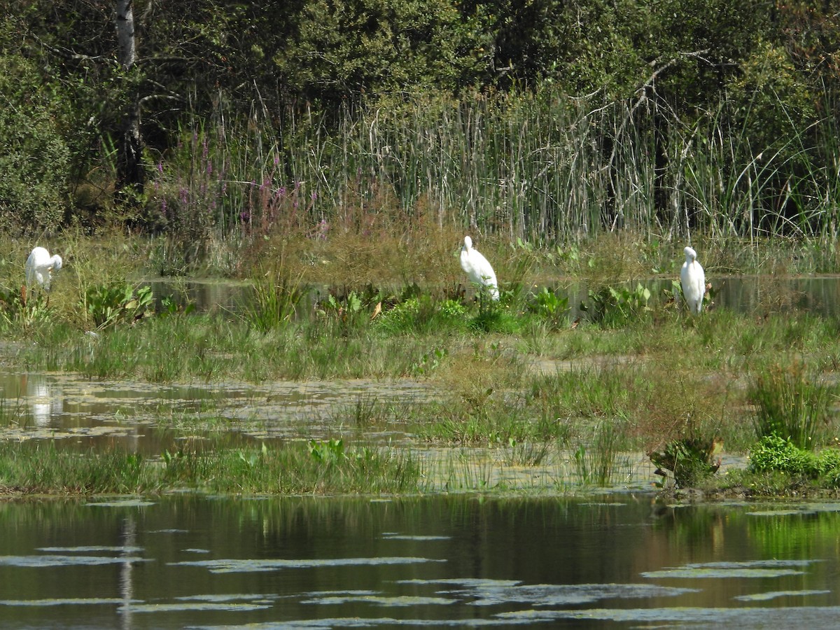 Great Egret - ML639814730