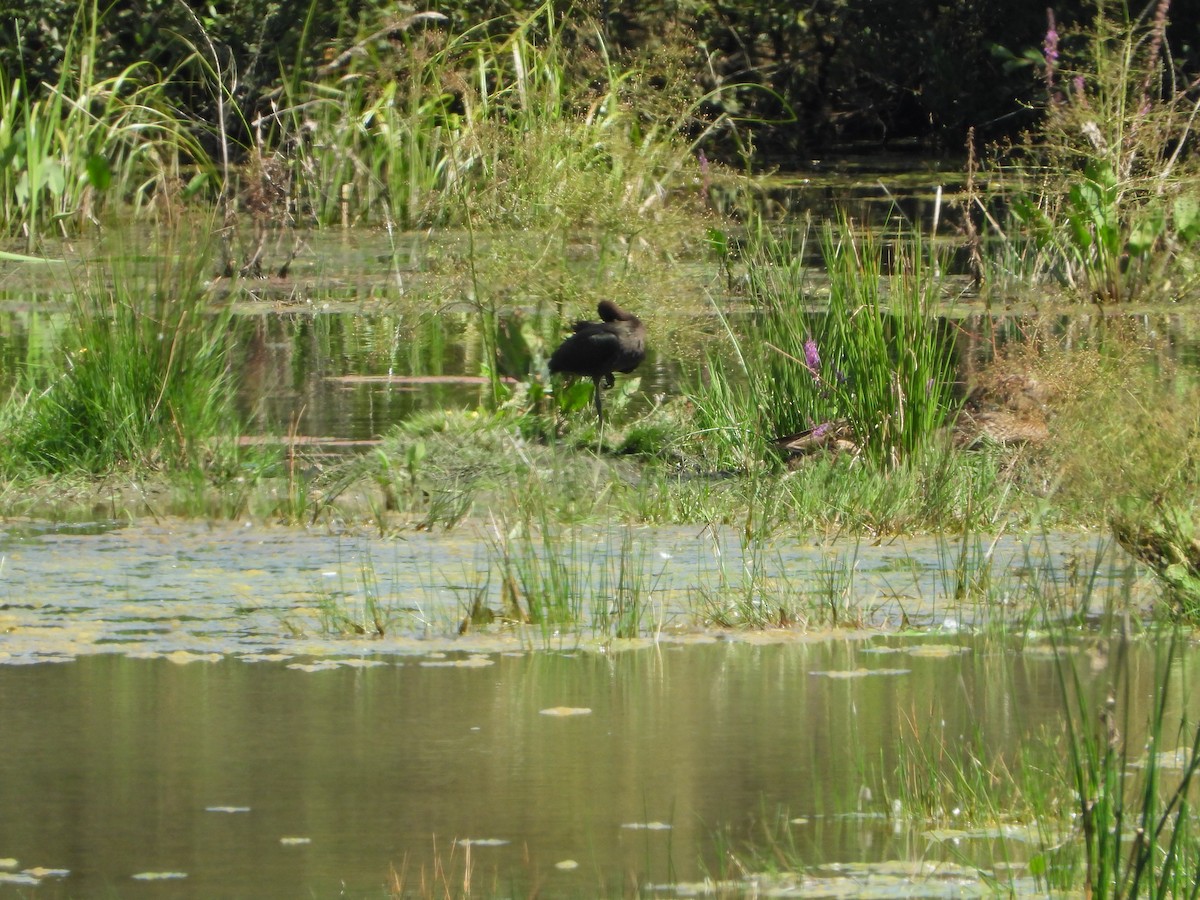 Glossy Ibis - ML639814784
