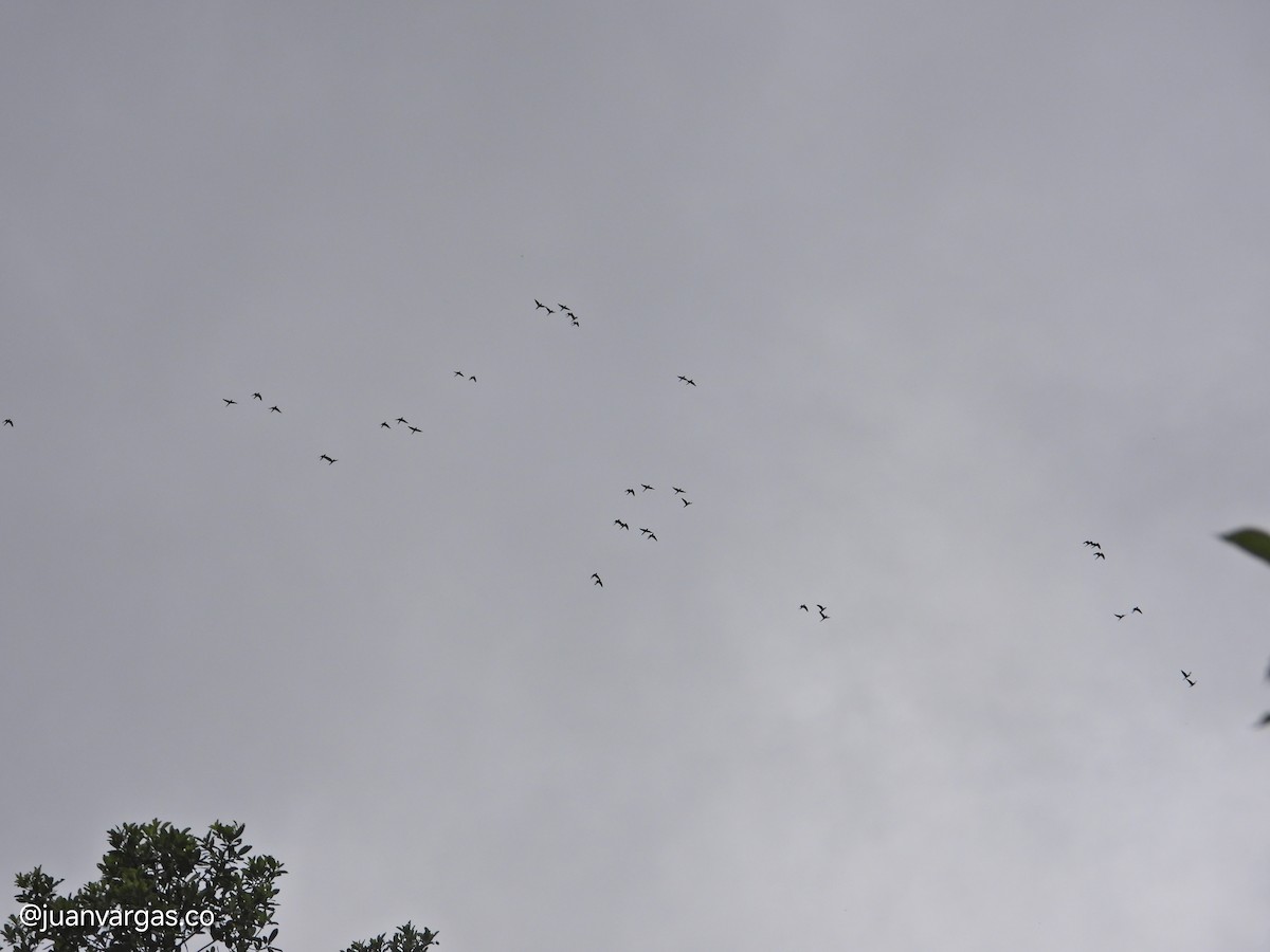 Yellow-eared Parrot - ML639814864