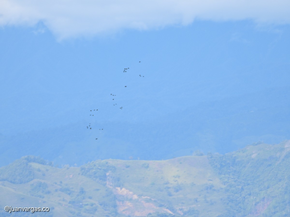 Yellow-eared Parrot - ML639814865