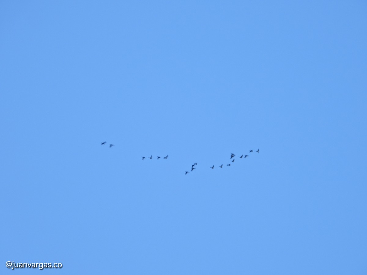 Yellow-eared Parrot - ML639814866