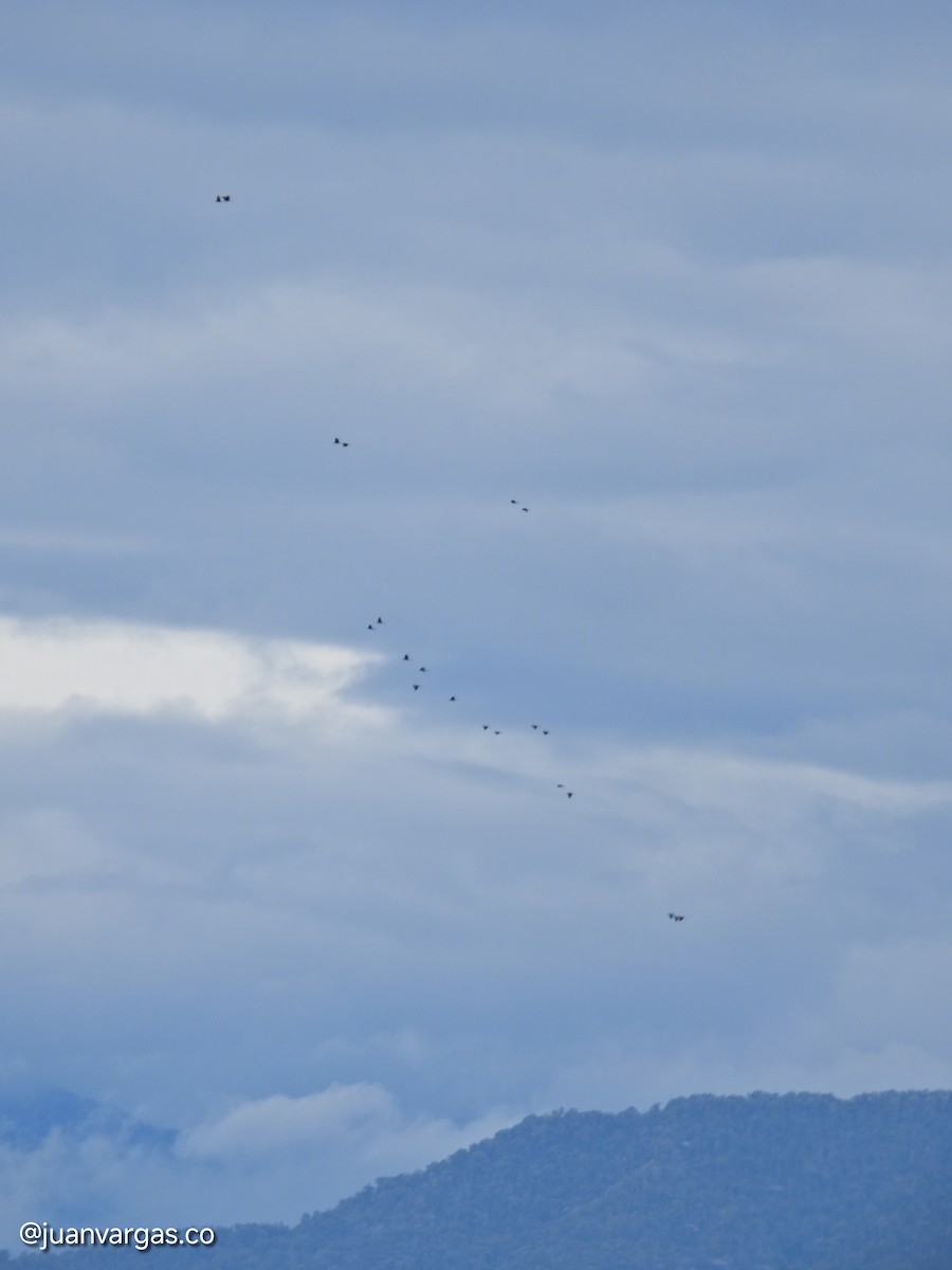 Yellow-eared Parrot - ML639814867