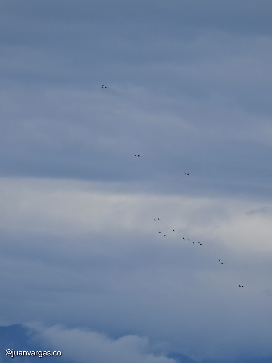 Yellow-eared Parrot - ML639814868