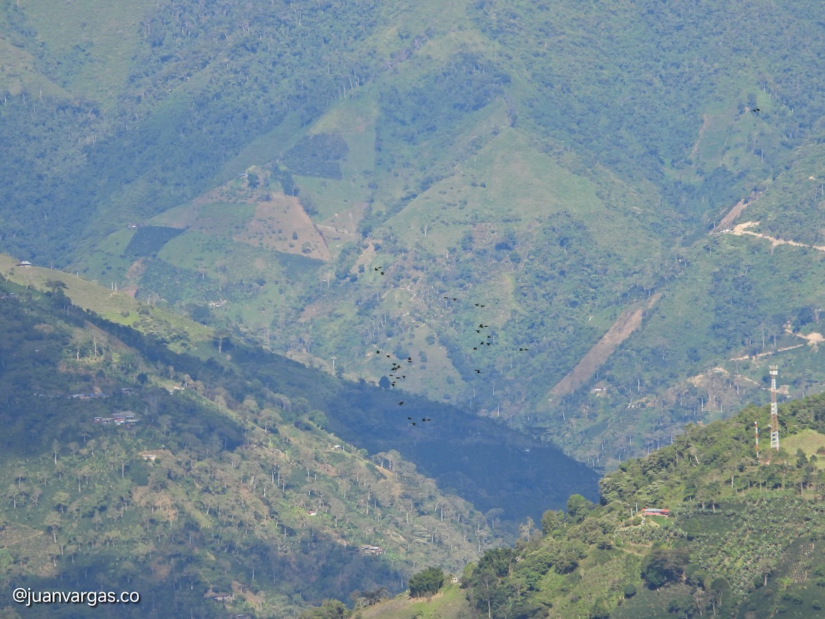 Yellow-eared Parrot - ML639814869