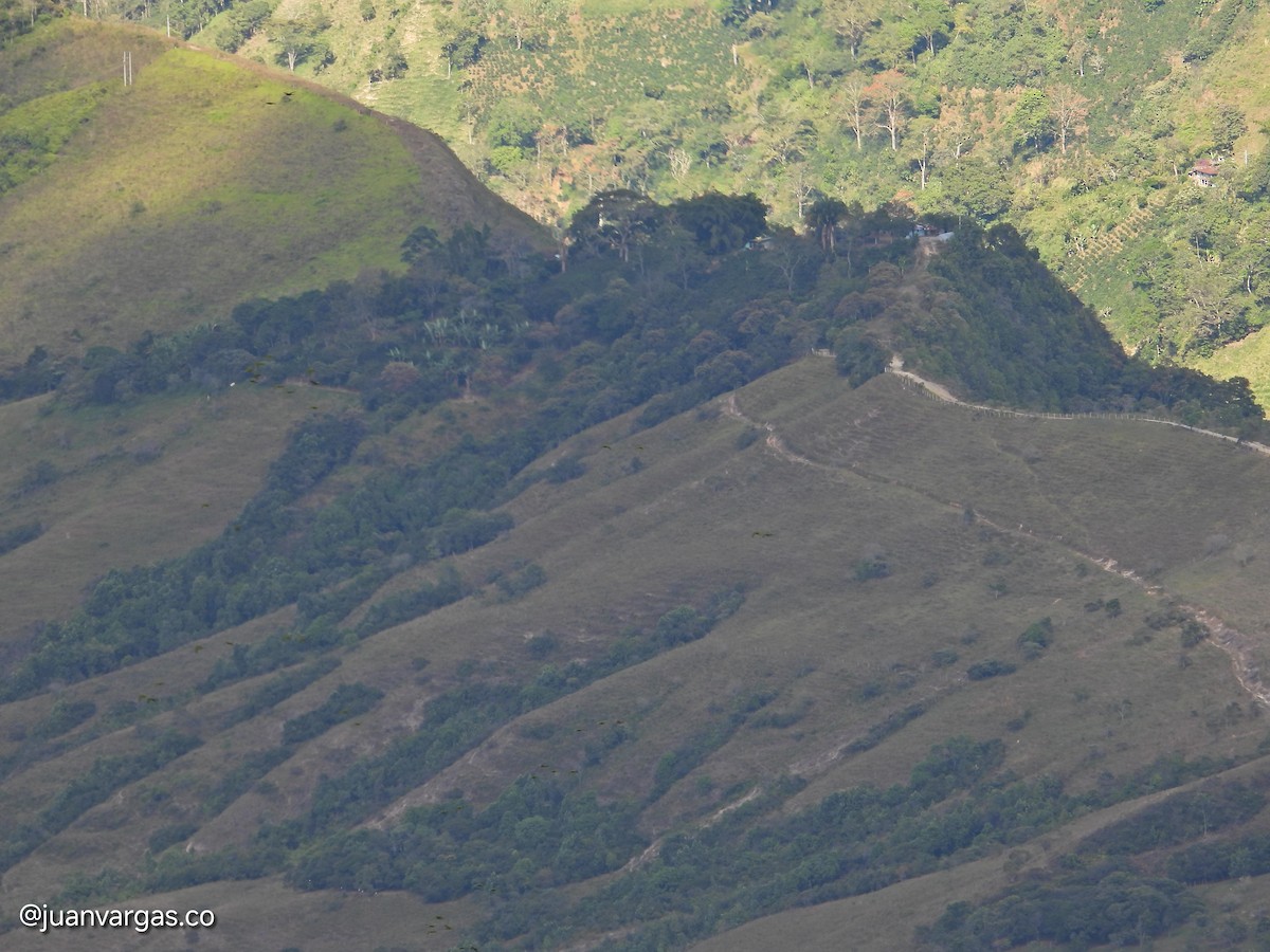 Yellow-eared Parrot - ML639814870