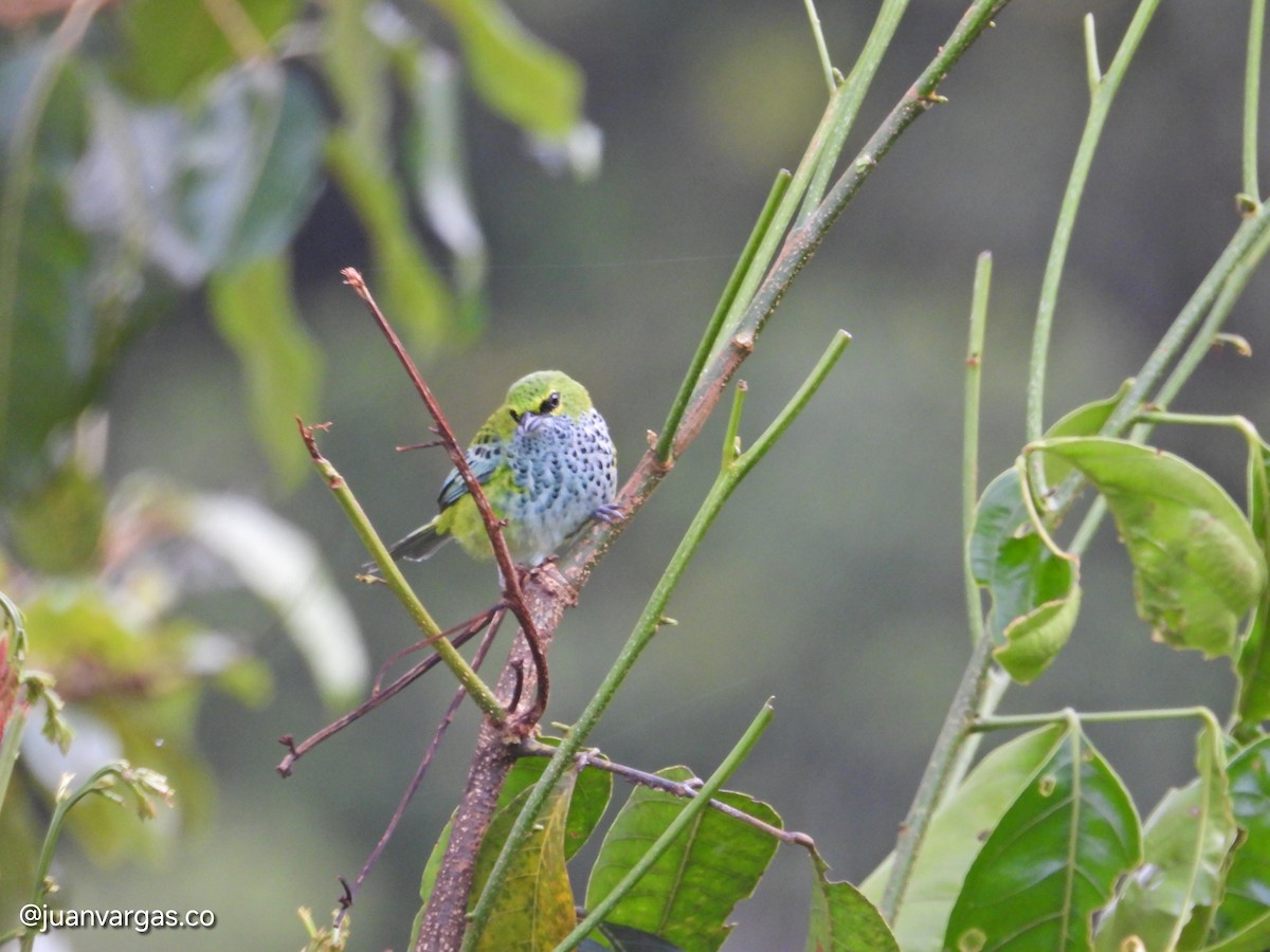Speckled Tanager - ML639814906
