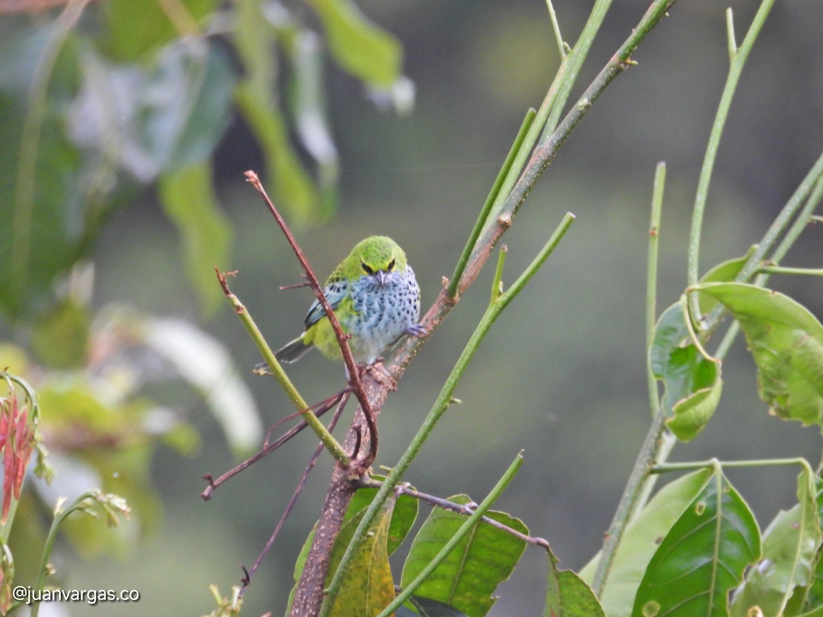 Speckled Tanager - ML639814907