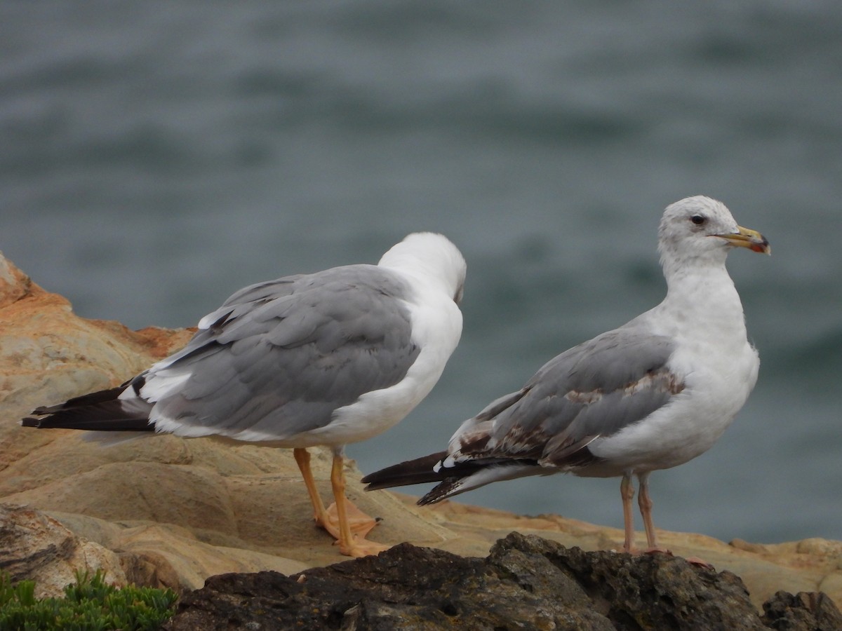 Yellow-legged Gull - ML639814923