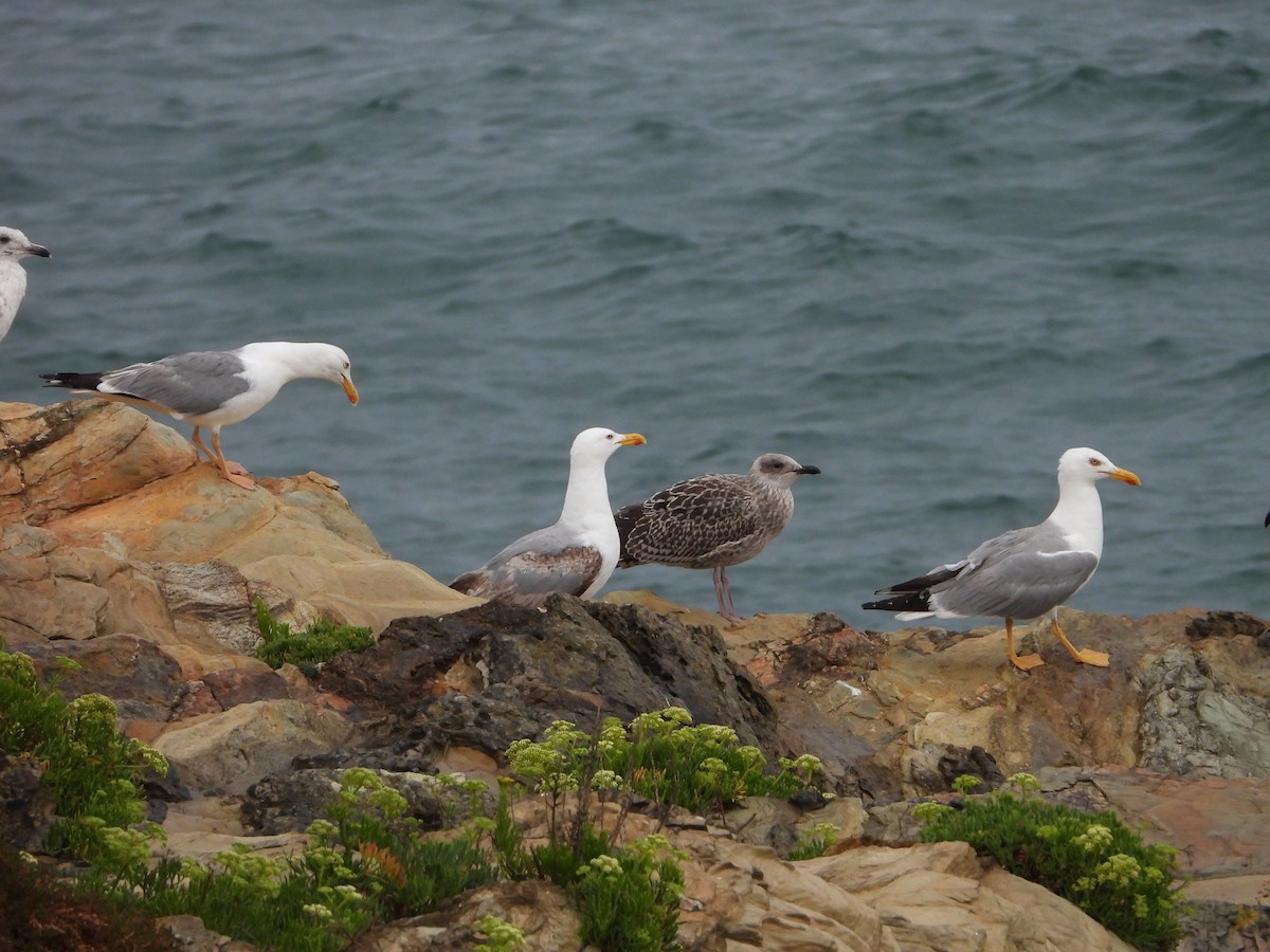 Yellow-legged Gull - ML639814924