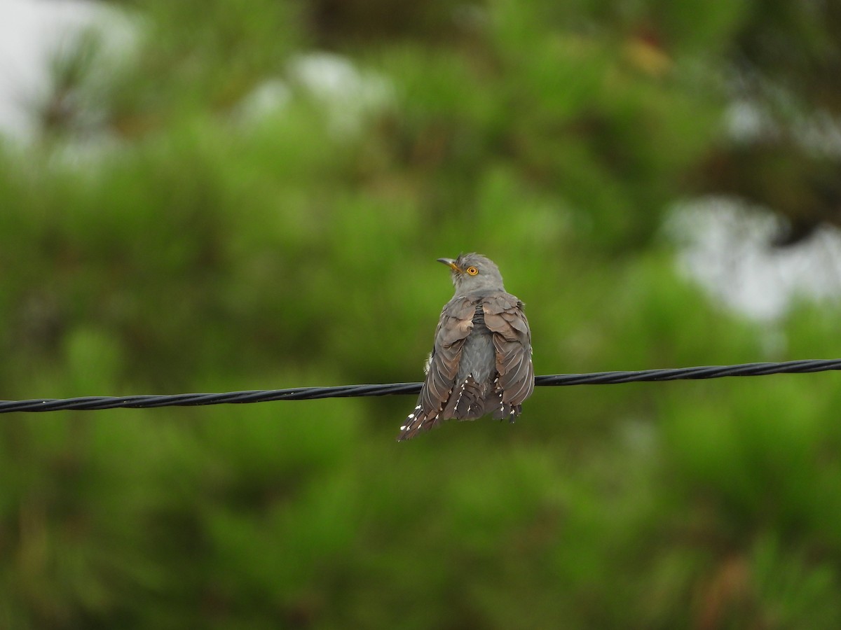 Common Cuckoo - ML639814996