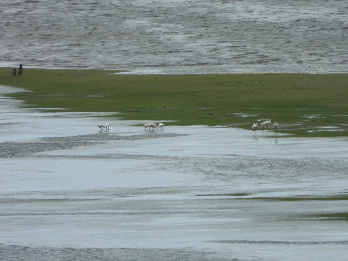 Eurasian Spoonbill - ML639815029