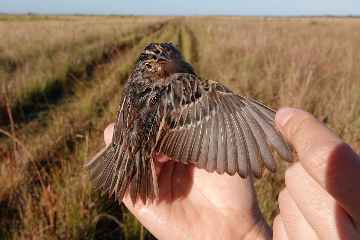 Grasshopper Sparrow - ML639815053