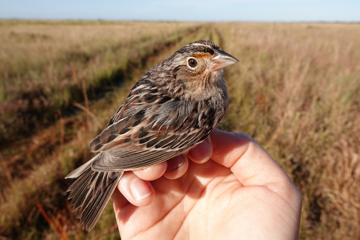 Grasshopper Sparrow - ML639815054