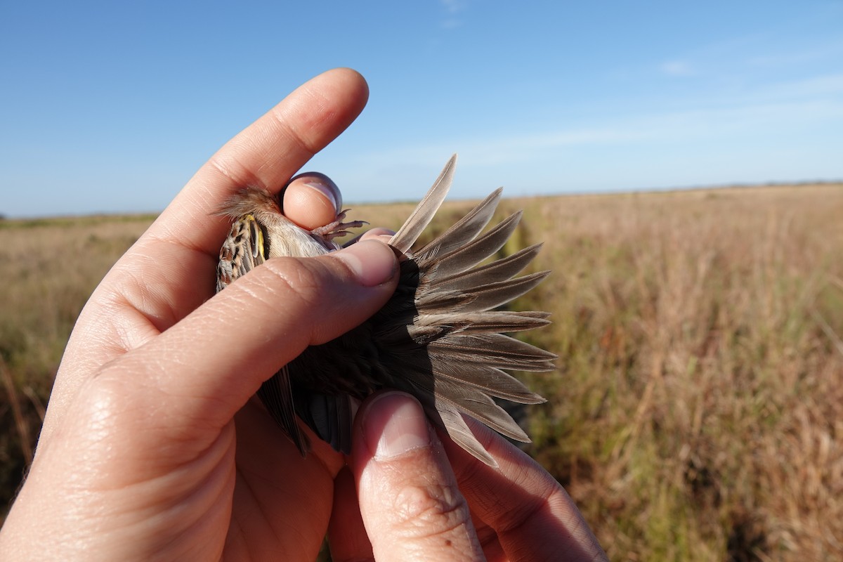 Grasshopper Sparrow - ML639815055