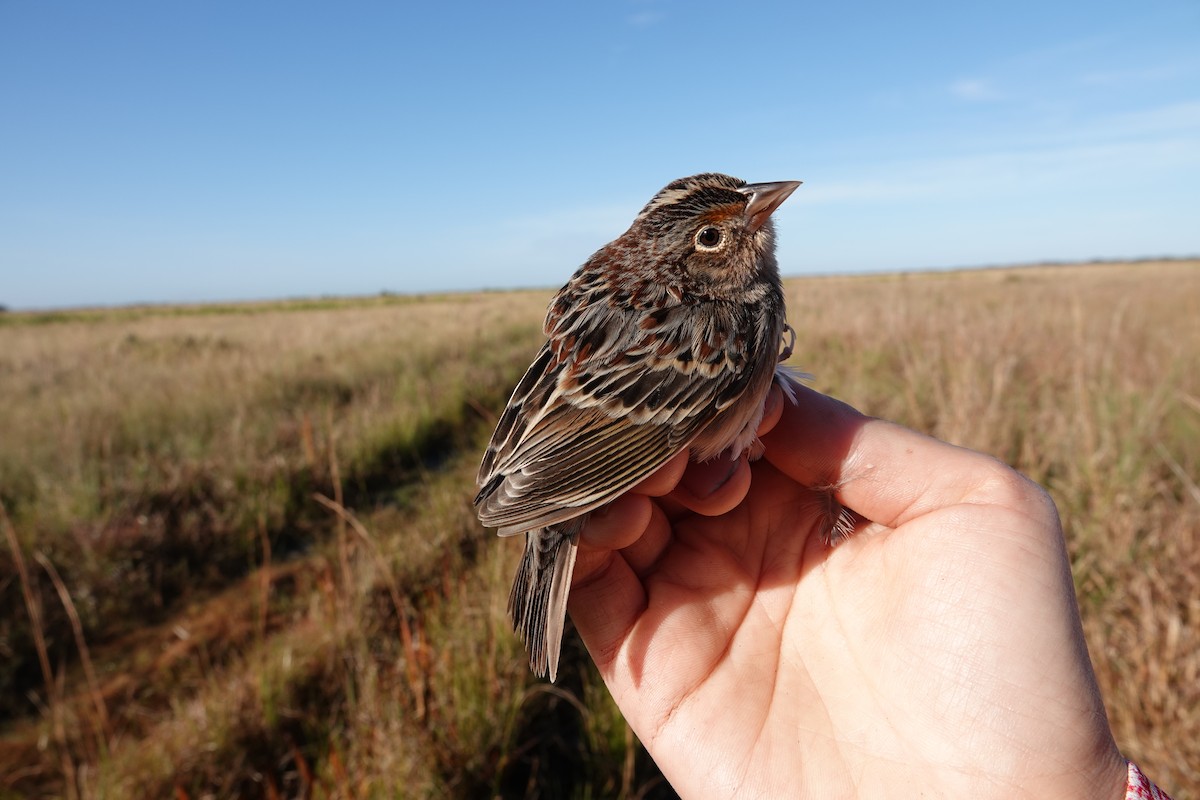 Grasshopper Sparrow - ML639815056