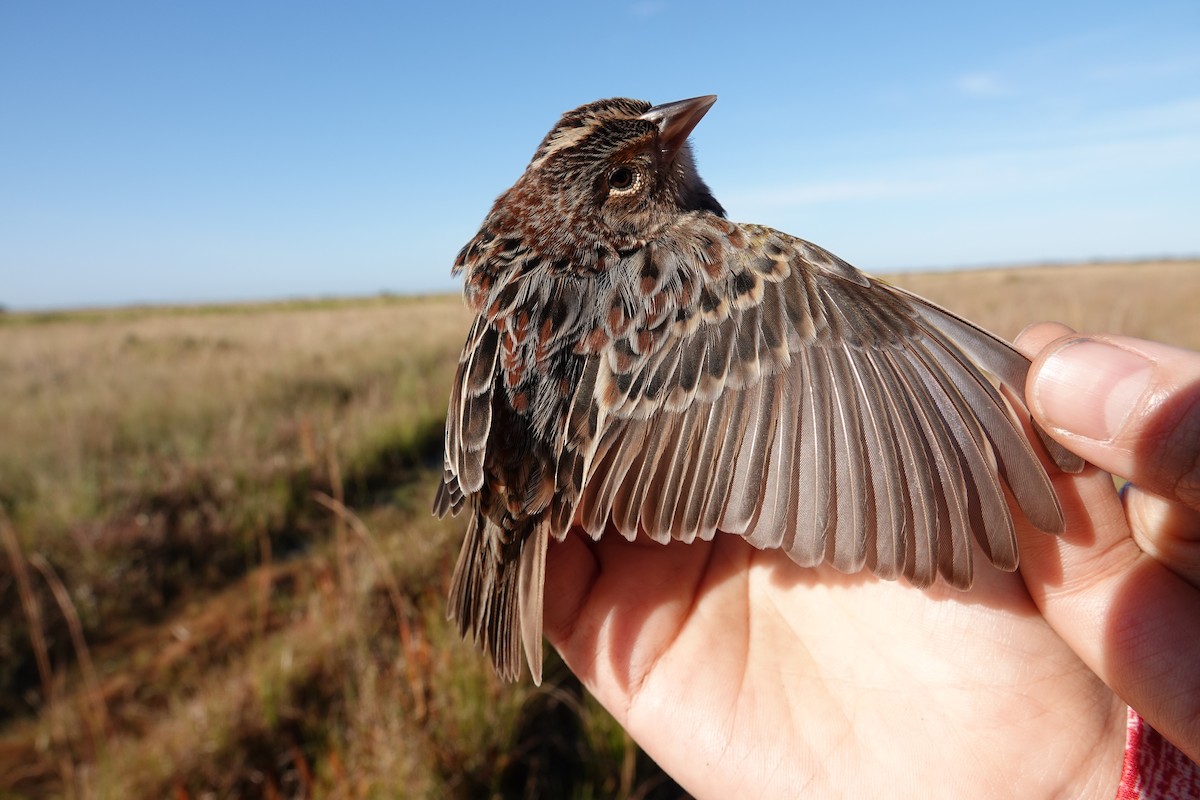 Grasshopper Sparrow - ML639815057