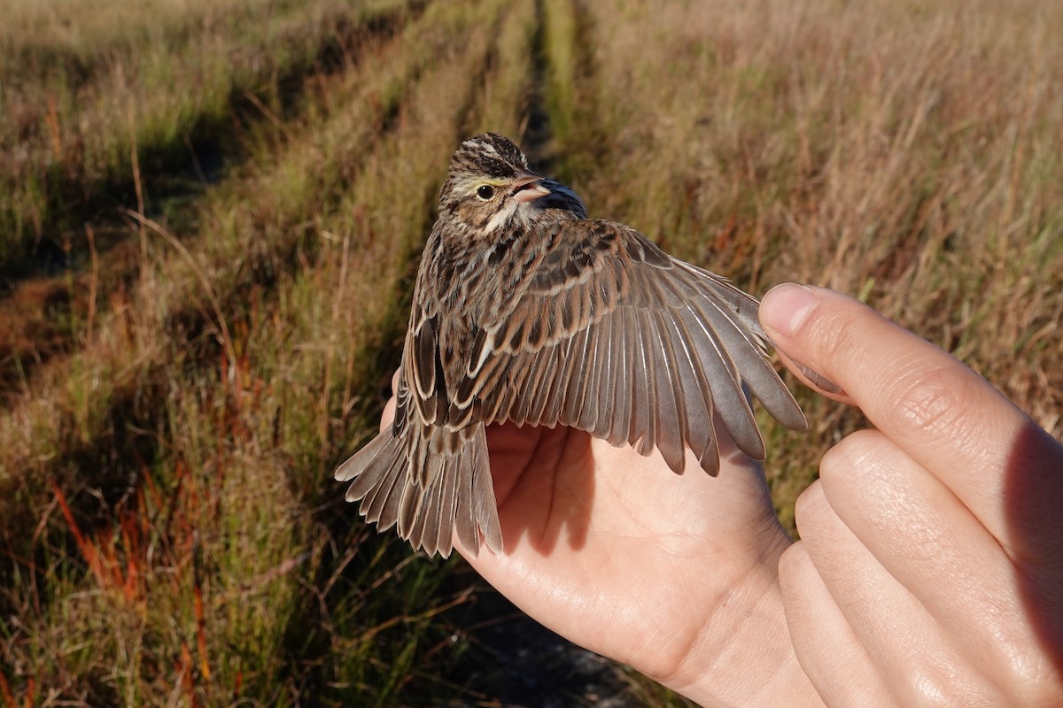 Savannah Sparrow - ML639815148