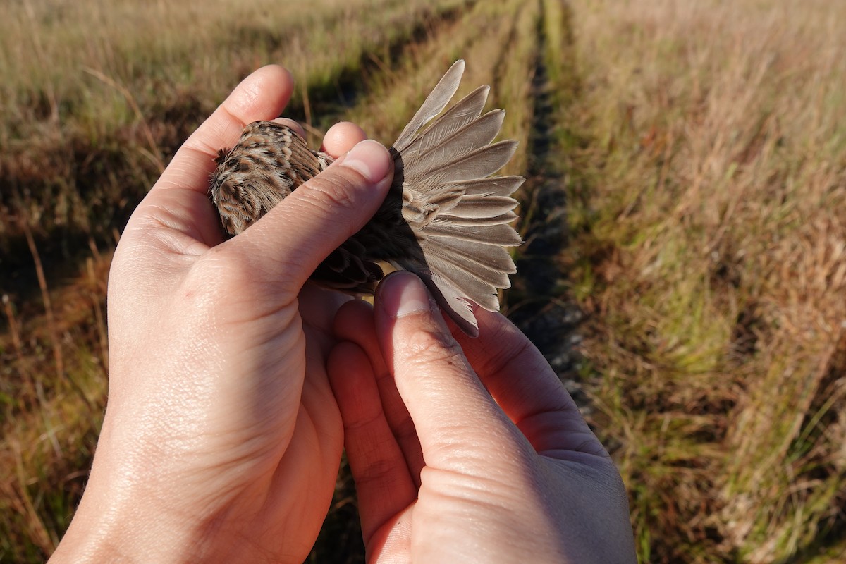 Savannah Sparrow - ML639815149