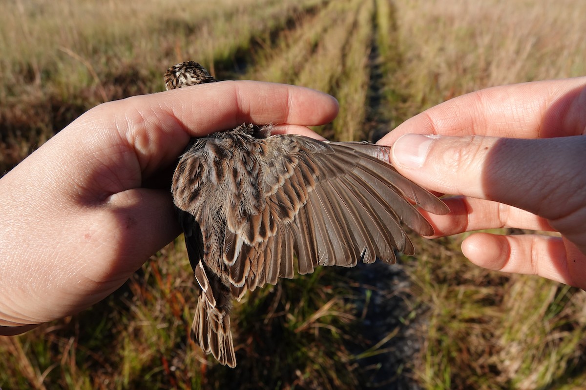 Savannah Sparrow - ML639815150