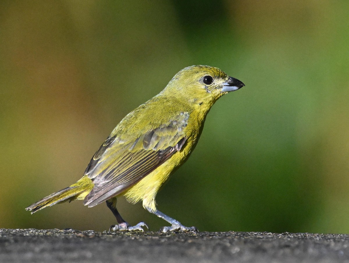 Thick-billed Euphonia - ML639815152