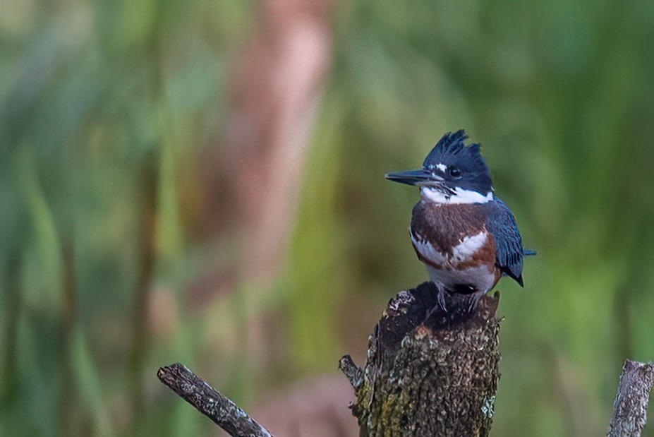 Belted Kingfisher - ML639815222