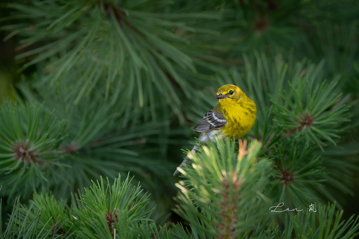 Pine Warbler - ML639815225