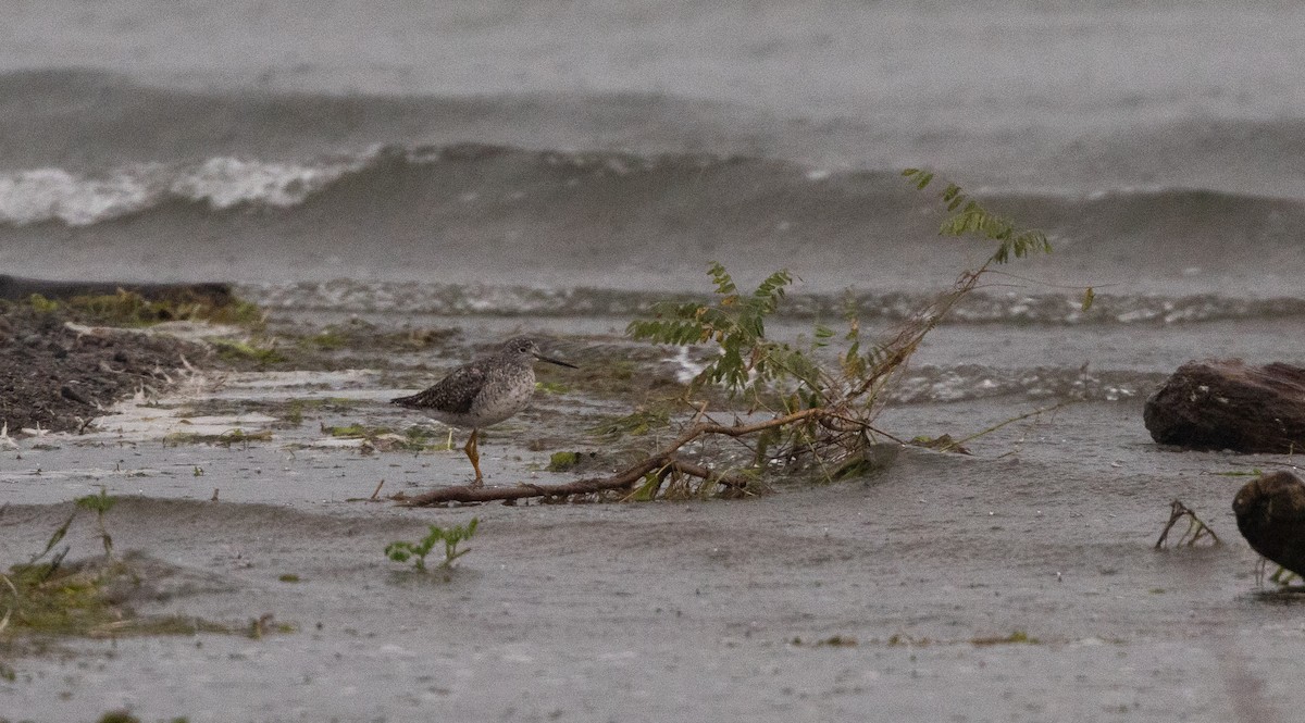 Greater Yellowlegs - ML639815227