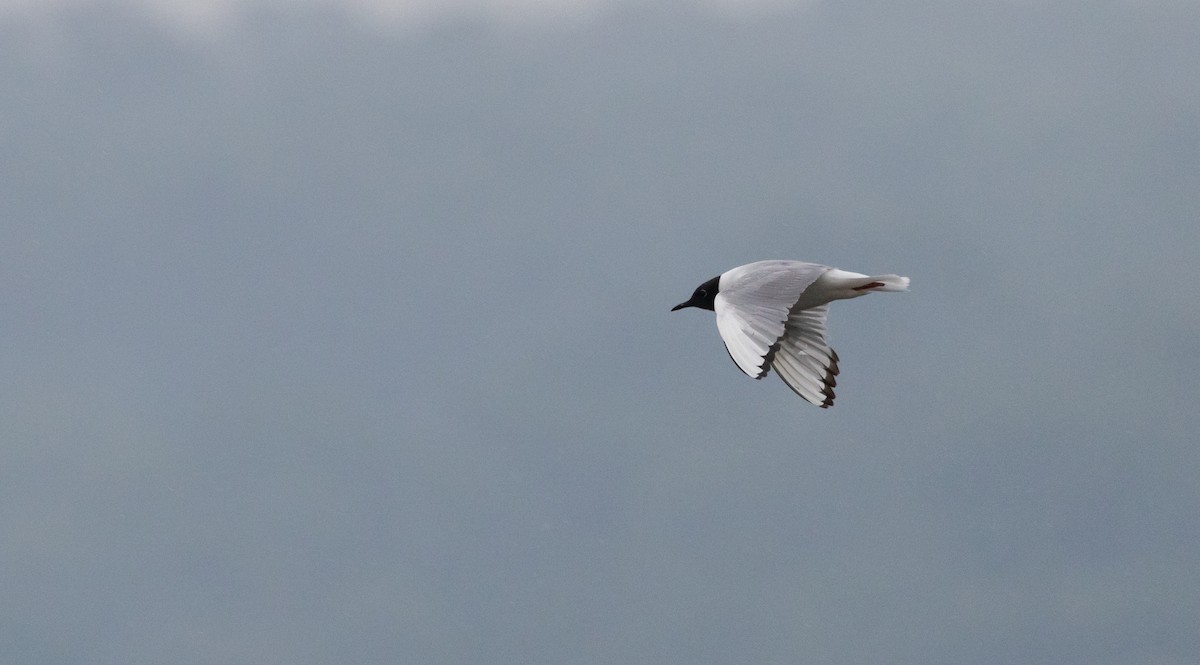 Bonaparte's Gull - ML639815233