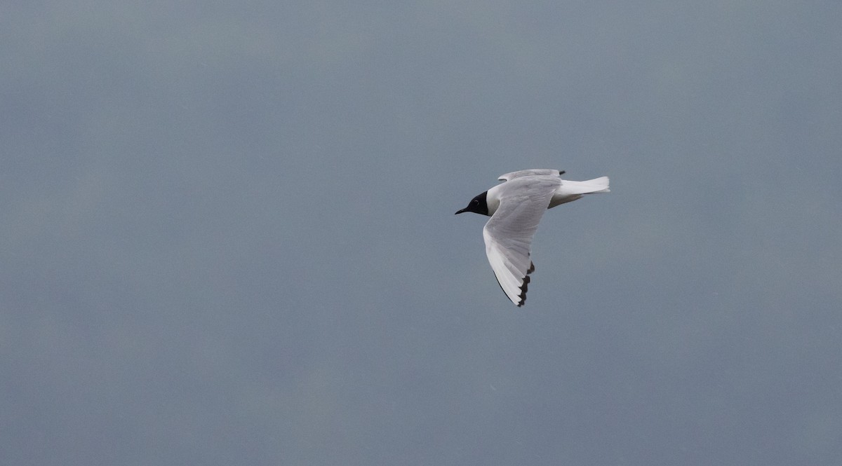 Bonaparte's Gull - ML639815234