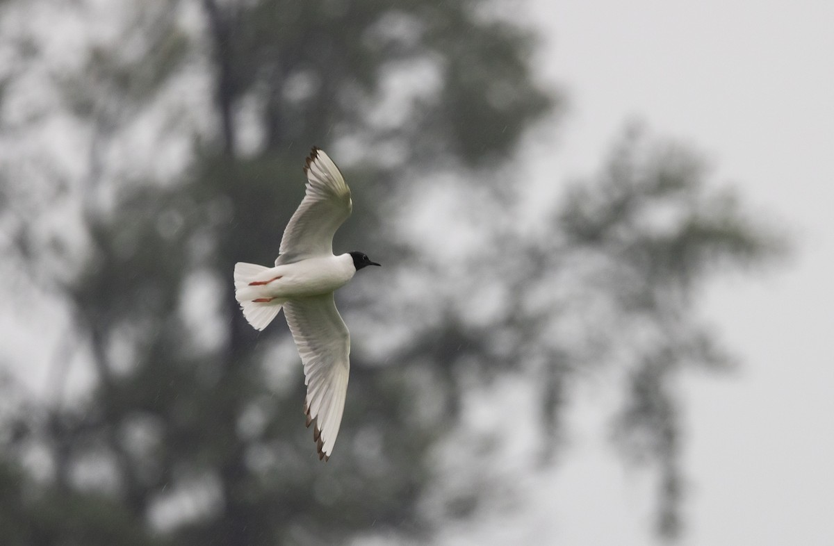 Bonaparte's Gull - ML639815235