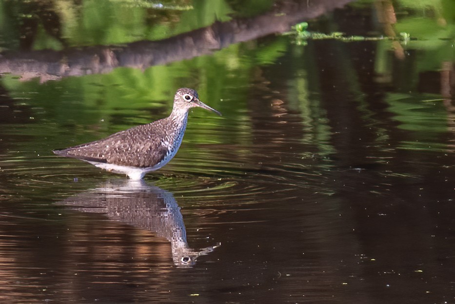 Solitary Sandpiper - ML639815237