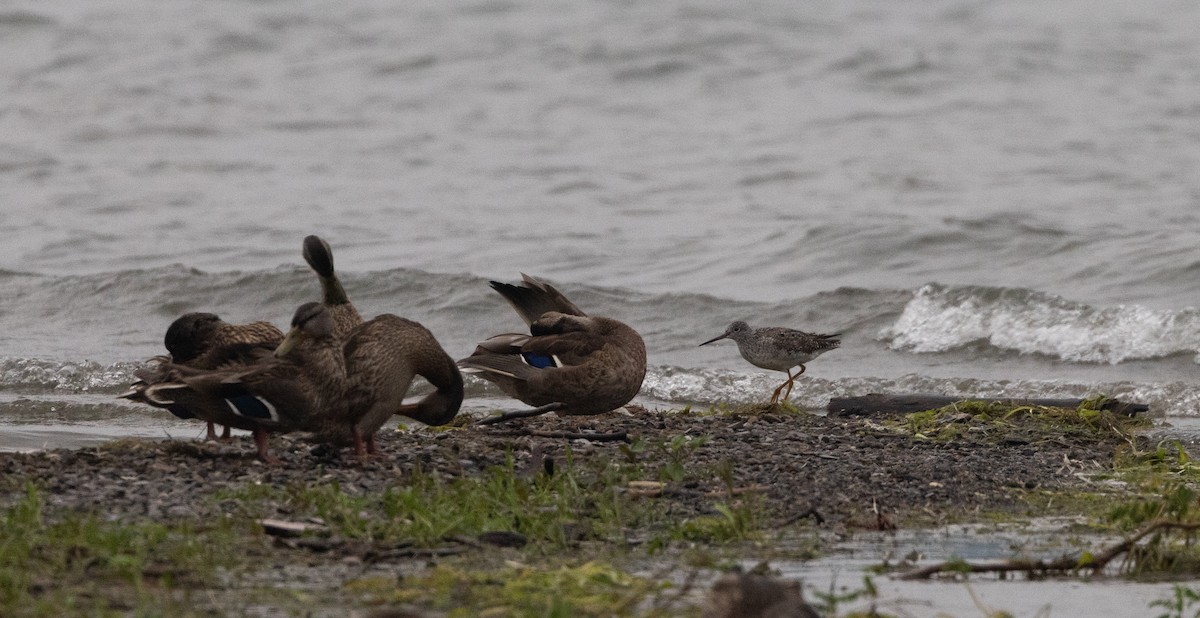 Greater Yellowlegs - ML639815238